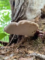 Attēlu rezultāti vaicājumam “Diderma rufostriatum sessile”