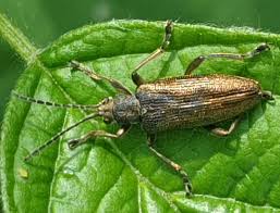 Attēlu rezultāti vaicājumam “Donacia dentata”