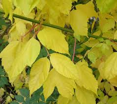 Attēlu rezultāti vaicājumam “Acer negundo leaf”