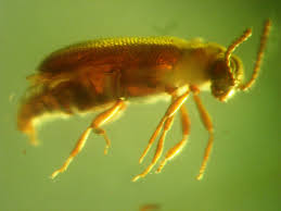 Attēlu rezultāti vaicājumam “Anobiidae”