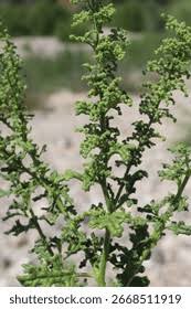 Attēlu rezultāti vaicājumam “Chenopodiaceae”