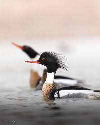 Attēlu rezultāti vaicājumam “Mergus serrator”