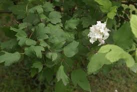 Attēlu rezultāti vaicājumam “Viburnum opulus bud”