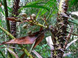 Image result for Calamus nodosus