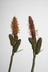 Attēlu rezultāti vaicājumam “Carex cespitosa”