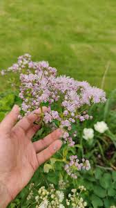 Attēlu rezultāti vaicājumam “Thalictrum aquilegifolium leaf”