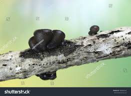 Attēlu rezultāti vaicājumam “Exidia truncata”