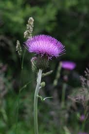 Attēlu rezultāti vaicājumam “Cirsium heterophyllum leaf”