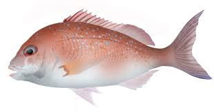 Image result for Pagrus auratus