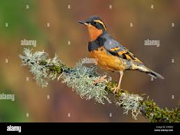 Image result for Ixoreus naevius