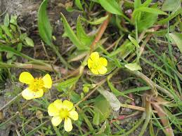 Attēlu rezultāti vaicājumam “Ranunculus flammula”