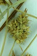 Attēlu rezultāti vaicājumam “Carex viridula fruit”