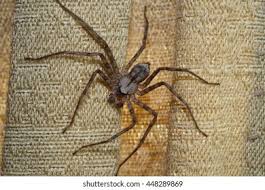 Attēlu rezultāti vaicājumam “Sparassidae”