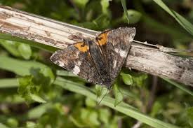 Attēlu rezultāti vaicājumam “Archiearis parthenias”