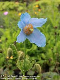 Image result for Scheinmohn blau