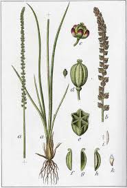 Attēlu rezultāti vaicājumam “Triglochin maritimum”