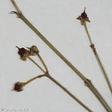 Attēlu rezultāti vaicājumam “Euonymus europaeus bud”