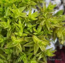 Attēlu rezultāti vaicājumam “Orthotrichum, Nyholmiella”