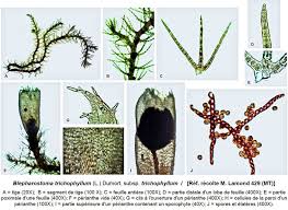 Attēlu rezultāti vaicājumam “Blepharostoma trichophyllum”