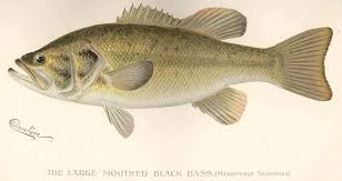 Image result for Micropterus salmoides