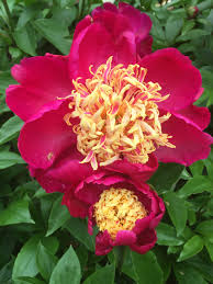 Attēlu rezultāti vaicājumam “Paeonia lactiflora”