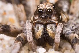 Attēlu rezultāti vaicājumam “Lycosidae”