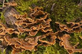 Attēlu rezultāti vaicājumam “Stereum hirsutum”