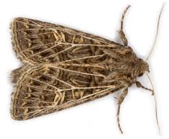 Attēlu rezultāti vaicājumam “Tholera decimalis”