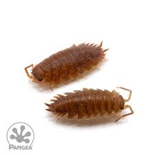 Attēlu rezultāti vaicājumam “Porcellio scaber”