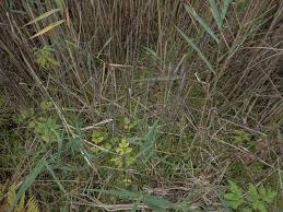 Attēlu rezultāti vaicājumam “Sphagnum squarrosum”