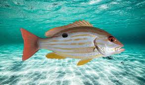 Image result for Lutjanus synagris