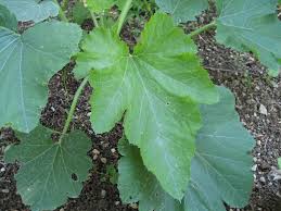 Attēlu rezultāti vaicājumam “Cucurbita pepo leaf”