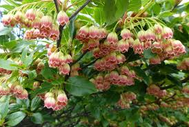 Attēlu rezultāti vaicājumam “Enkianthus chinensis leaf”