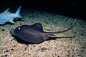 Image result for Bathytoshia centroura