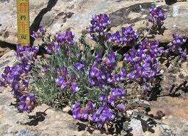 Attēlu rezultāti vaicājumam “Astragalus arenarius flower”