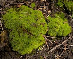 Attēlu rezultāti vaicājumam “Acrocarpous mosses”