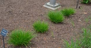 Attēlu rezultāti vaicājumam “Carex remota fruit”