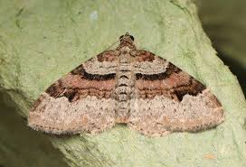 Attēlu rezultāti vaicājumam “Xanthorhoe designata”