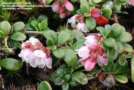 Attēlu rezultāti vaicājumam “Vaccinium vitis-idaea bud”