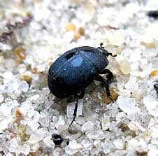 Attēlu rezultāti vaicājumam “Hypocaccus rugiceps”