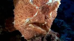 Attēlu rezultāti vaicājumam “Postia undosa”