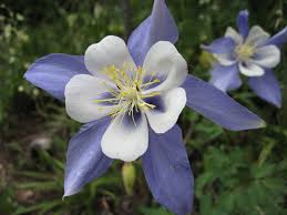 Image result for Aquilegia