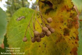 Attēlu rezultāti vaicājumam “Tilia amurensis”