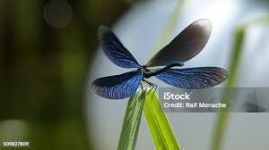 Attēlu rezultāti vaicājumam “Calopteryx virgo”