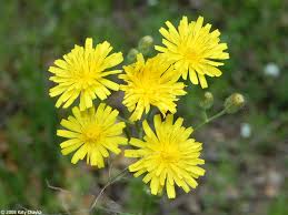 Attēlu rezultāti vaicājumam “Crepis tectorum flower”