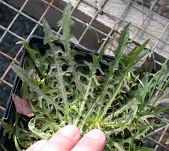 Attēlu rezultāti vaicājumam “Leontodon autumnalis”