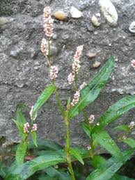Attēlu rezultāti vaicājumam “Persicaria maculosa”