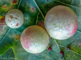 Attēlu rezultāti vaicājumam “Cynips quercusfolii”