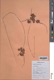 Attēlu rezultāti vaicājumam “Cyperus fuscus fruit”