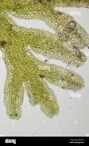 Attēlu rezultāti vaicājumam “Riccardia multifida”